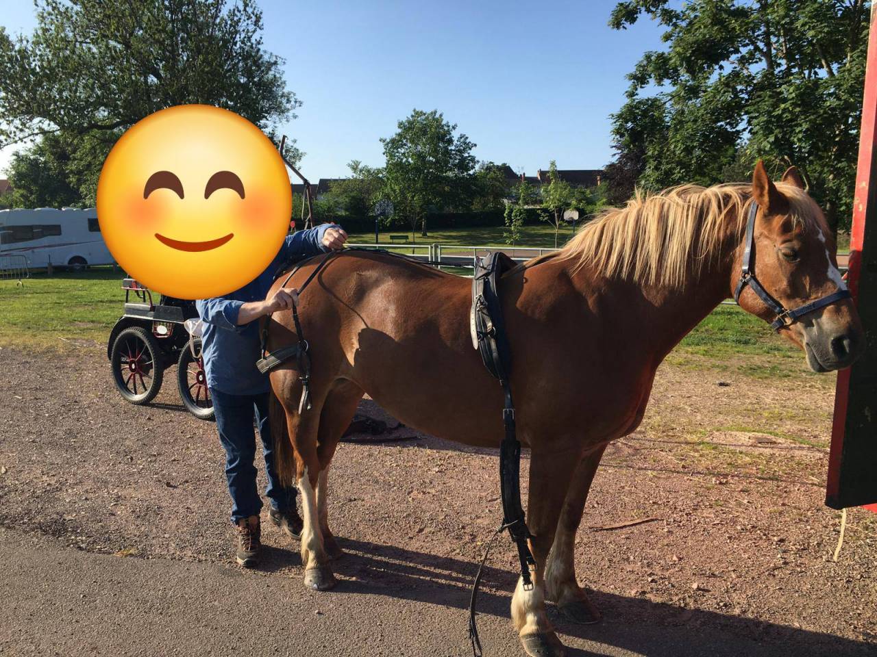 superbe jument FRANCHE MONTAGNE 