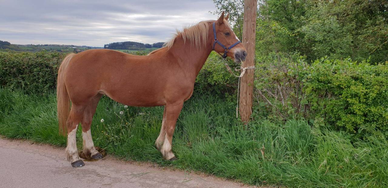 superbe jument FRANCHE MONTAGNE 