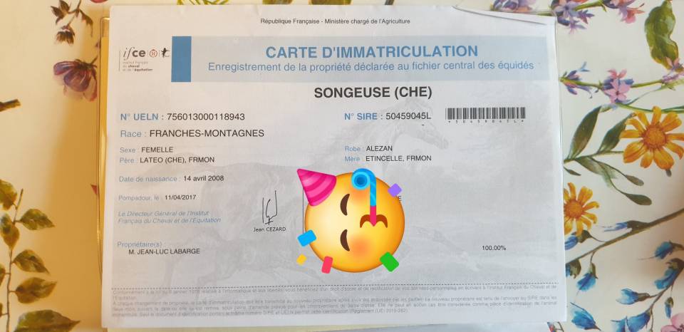 superbe jument FRANCHE MONTAGNE 