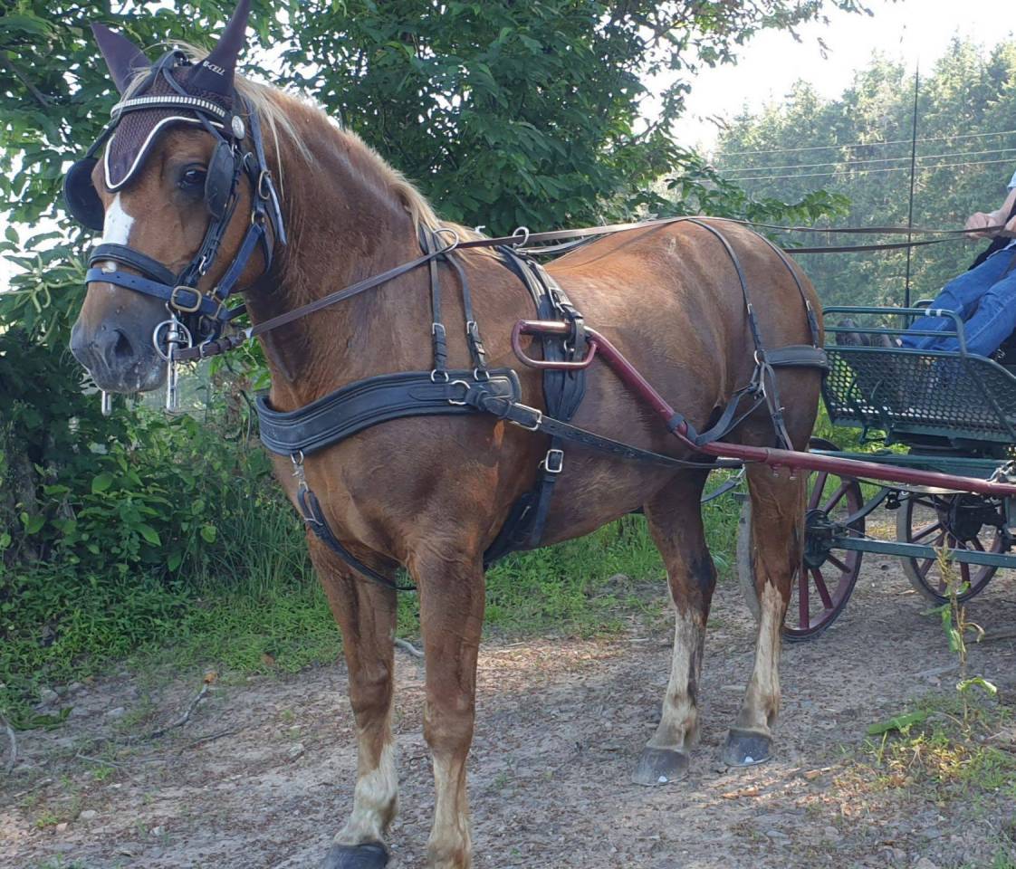 superbe jument FRANCHE MONTAGNE 