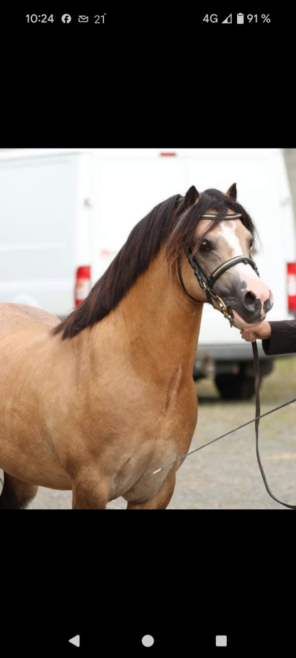 Poulain Welsh A PP 2025 crème yeux bleus