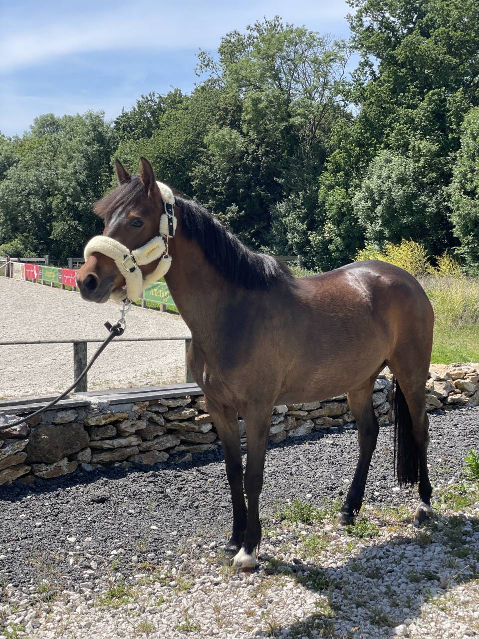 Ponette WPB 5 ans taille c 