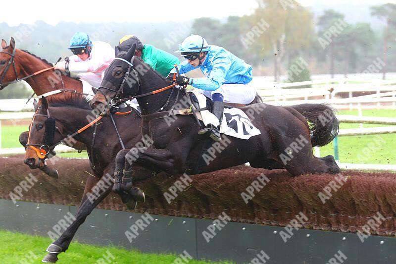 Cheval d’avenir hongre de 4 ans