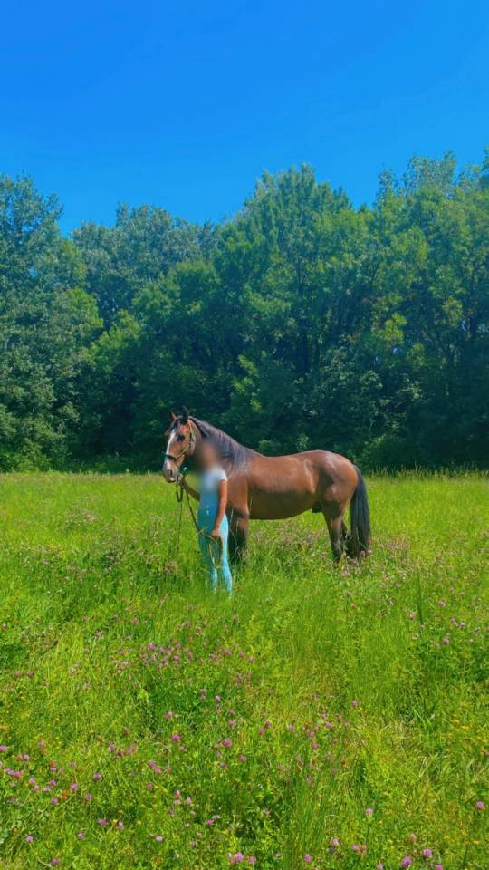 Cheval lusitanien 