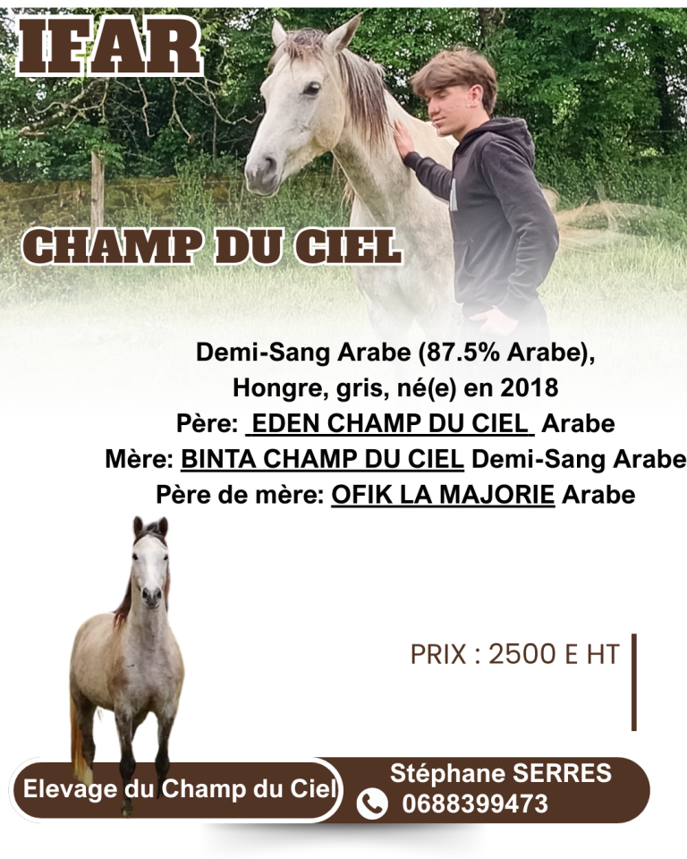 Hongre DSA débourré 7 ans endurance ou loisir