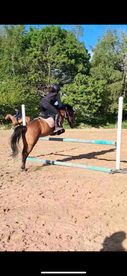 Ponette C origine constatée CSO 