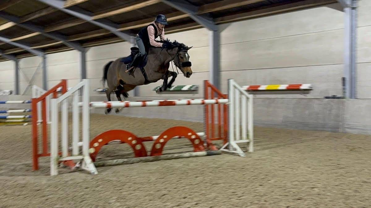 Poney français de selle de 7 ans à vendre 