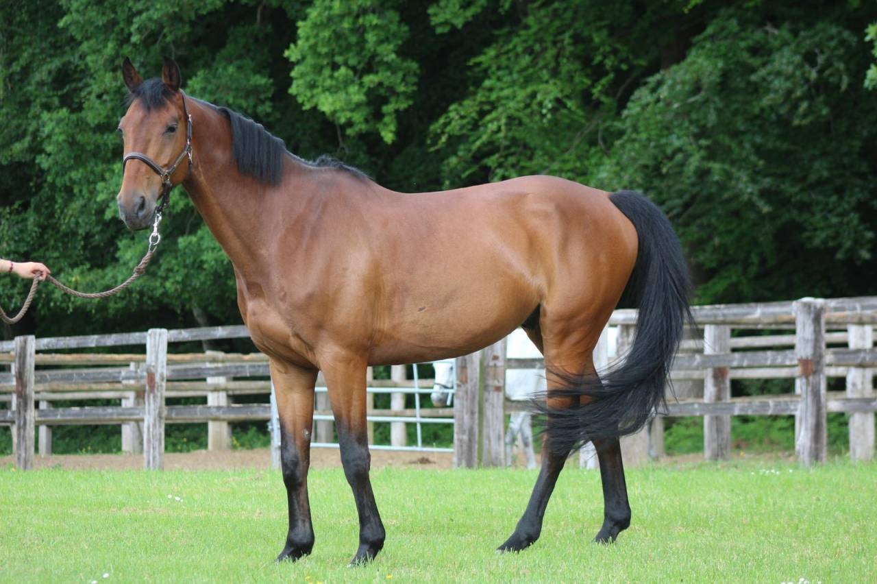 Cheval idéal amateur 