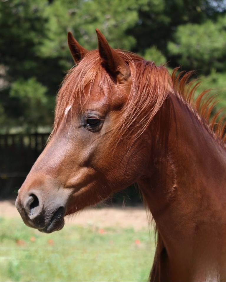 Superbe étalon PSAR lignés espagnoles