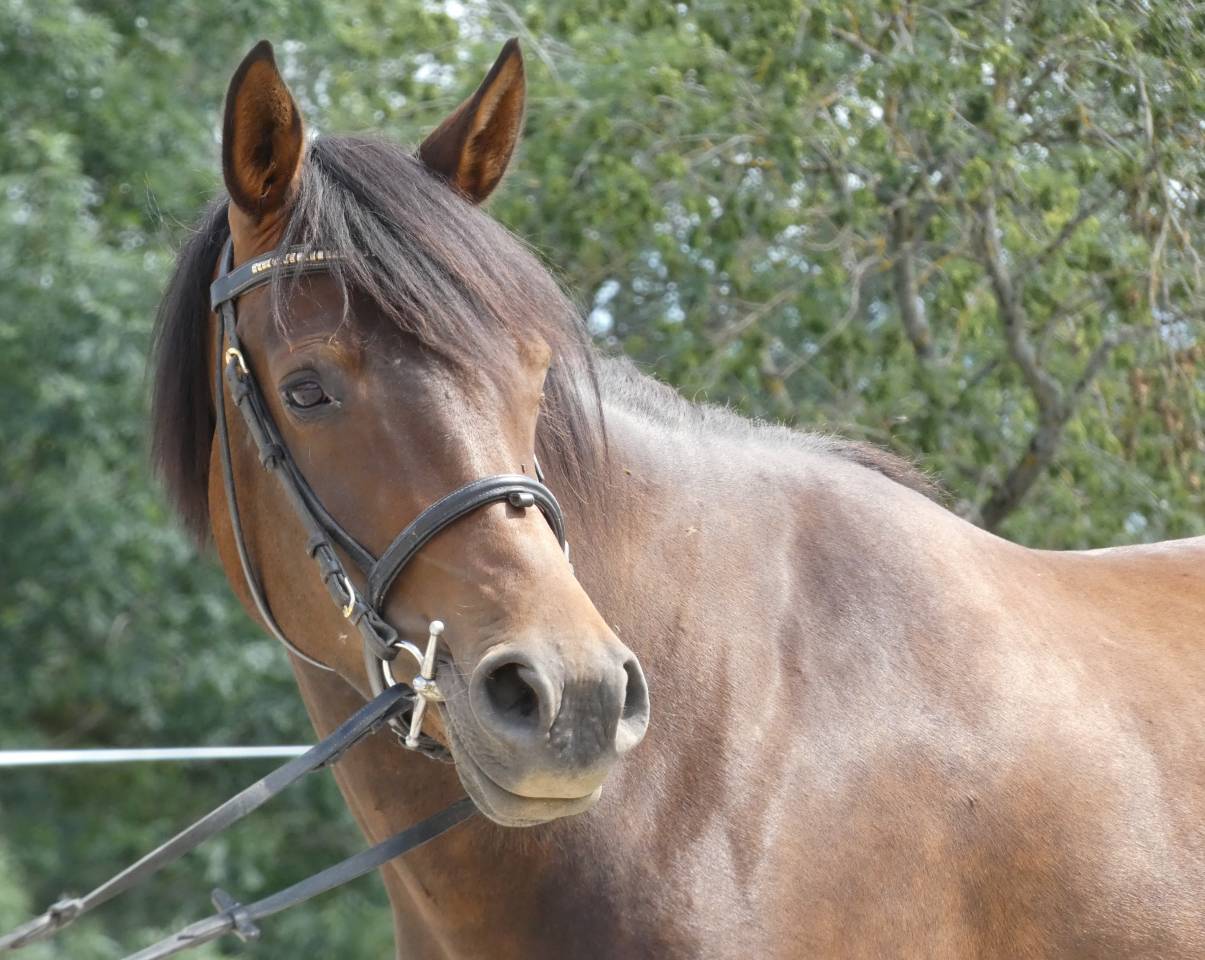Welsh part-bred 4 ans