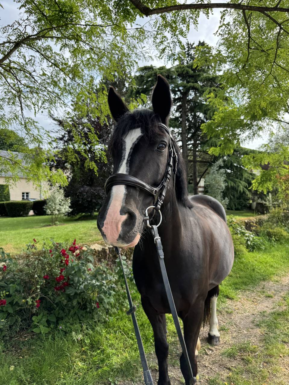 Ponette de 10 ans 