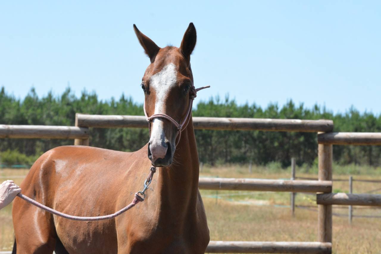 Yearling Akhal teke