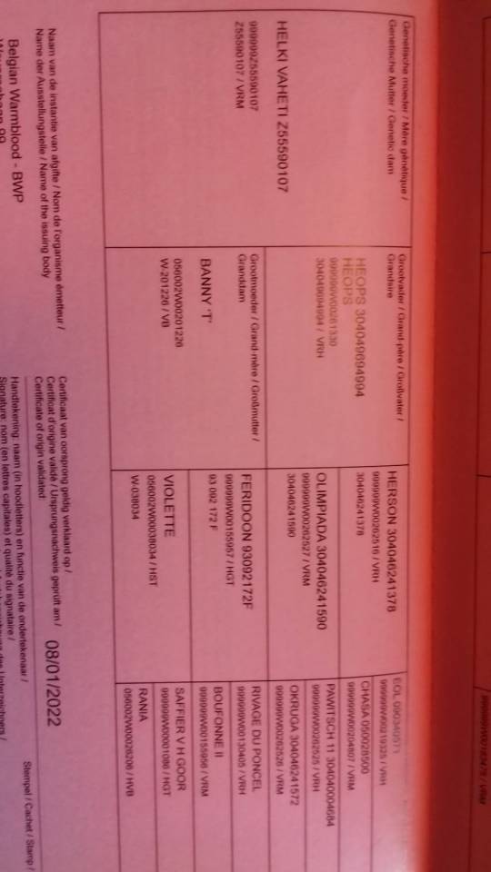 Hongre par Ermitage kalone 