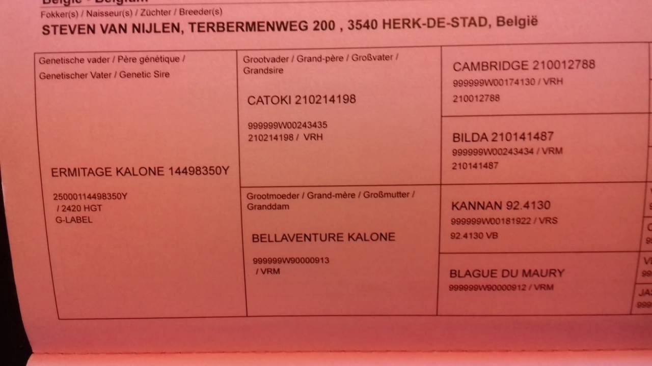 Hongre par Ermitage kalone 