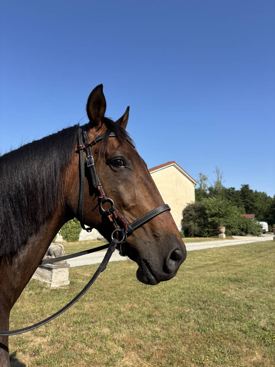 Adorable Hongre 7 ans pour loisir 