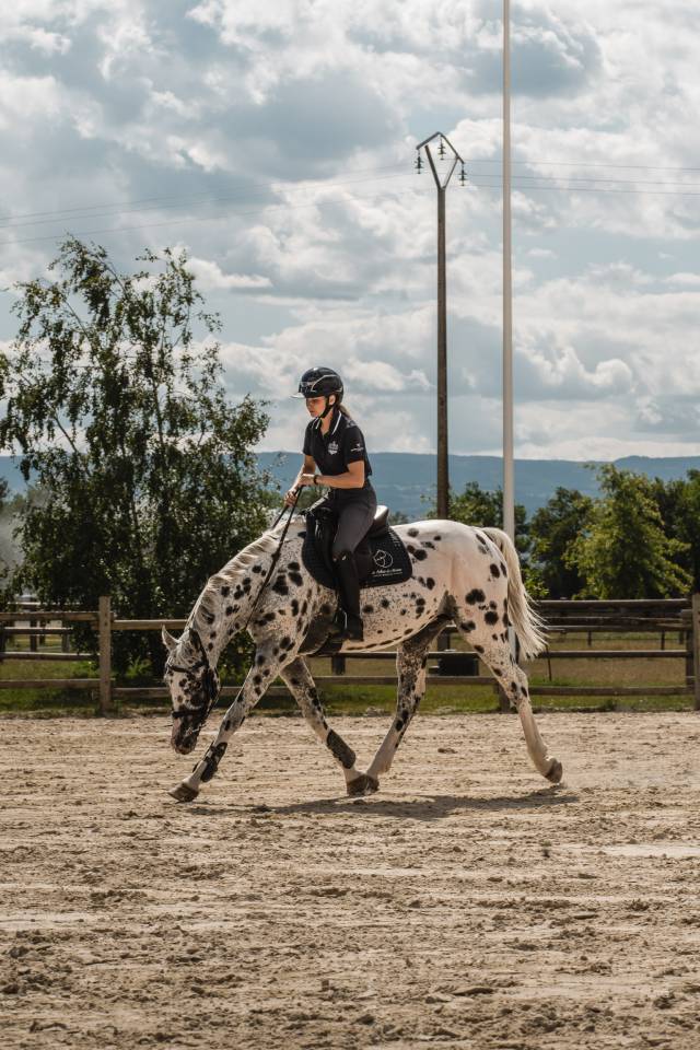 Joli cœur Z - Étalon Léopard de sport 