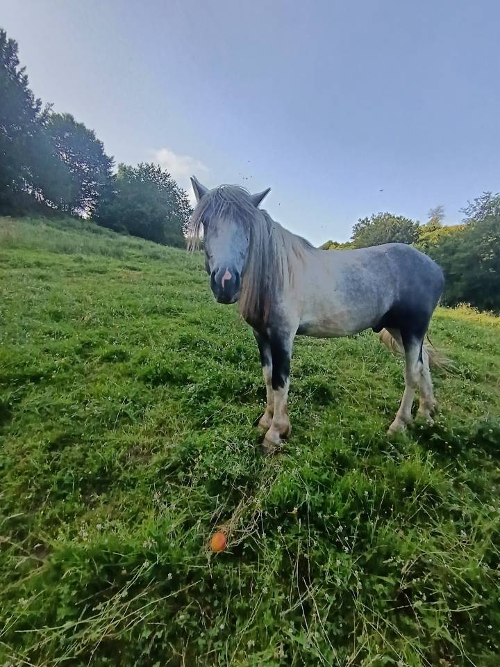 A vendre petit cheval pottock 