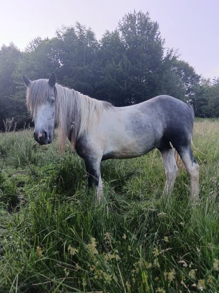 A vendre petit cheval pottock 