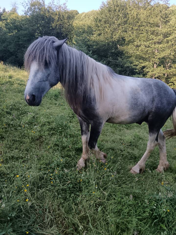 A vendre petit cheval pottock 
