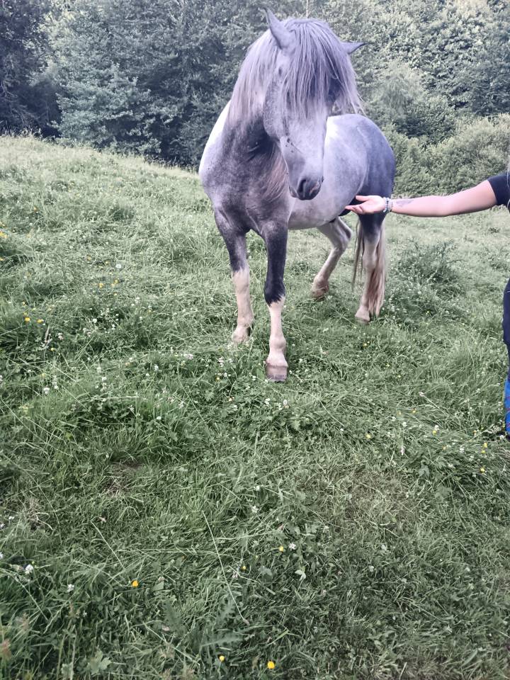 A vendre petit cheval pottock 