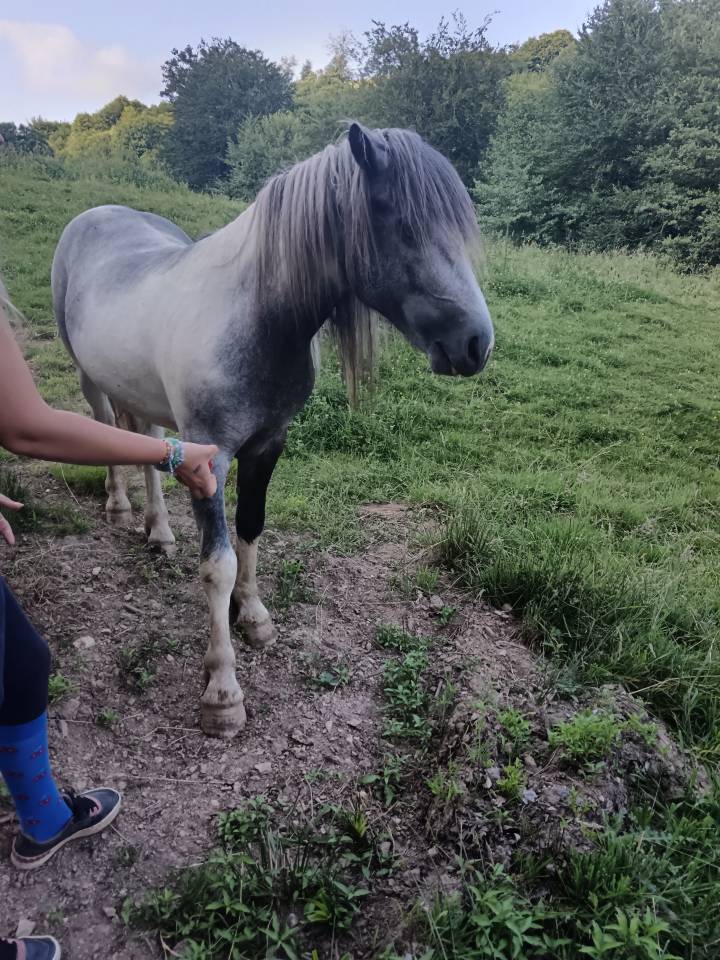 A vendre petit cheval pottock 