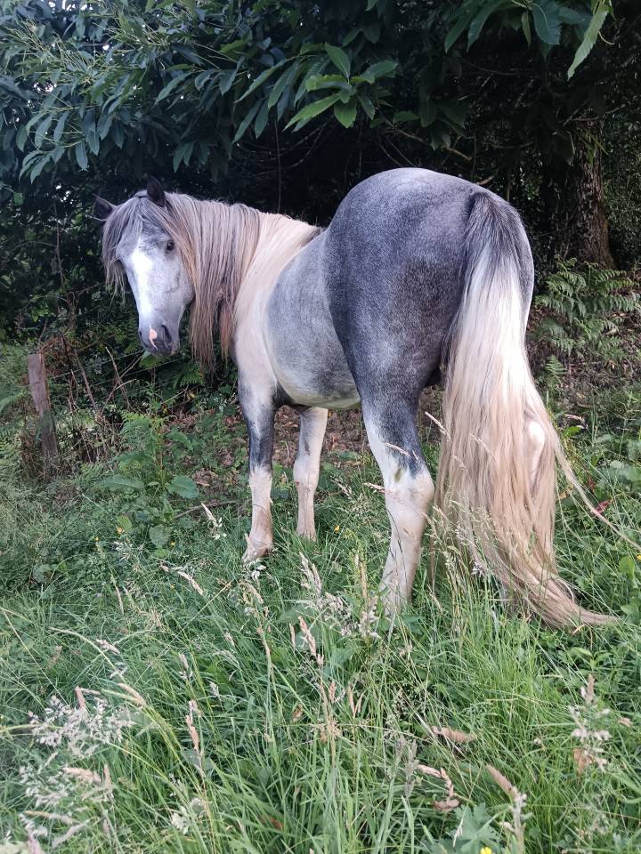 A vendre petit cheval pottock 