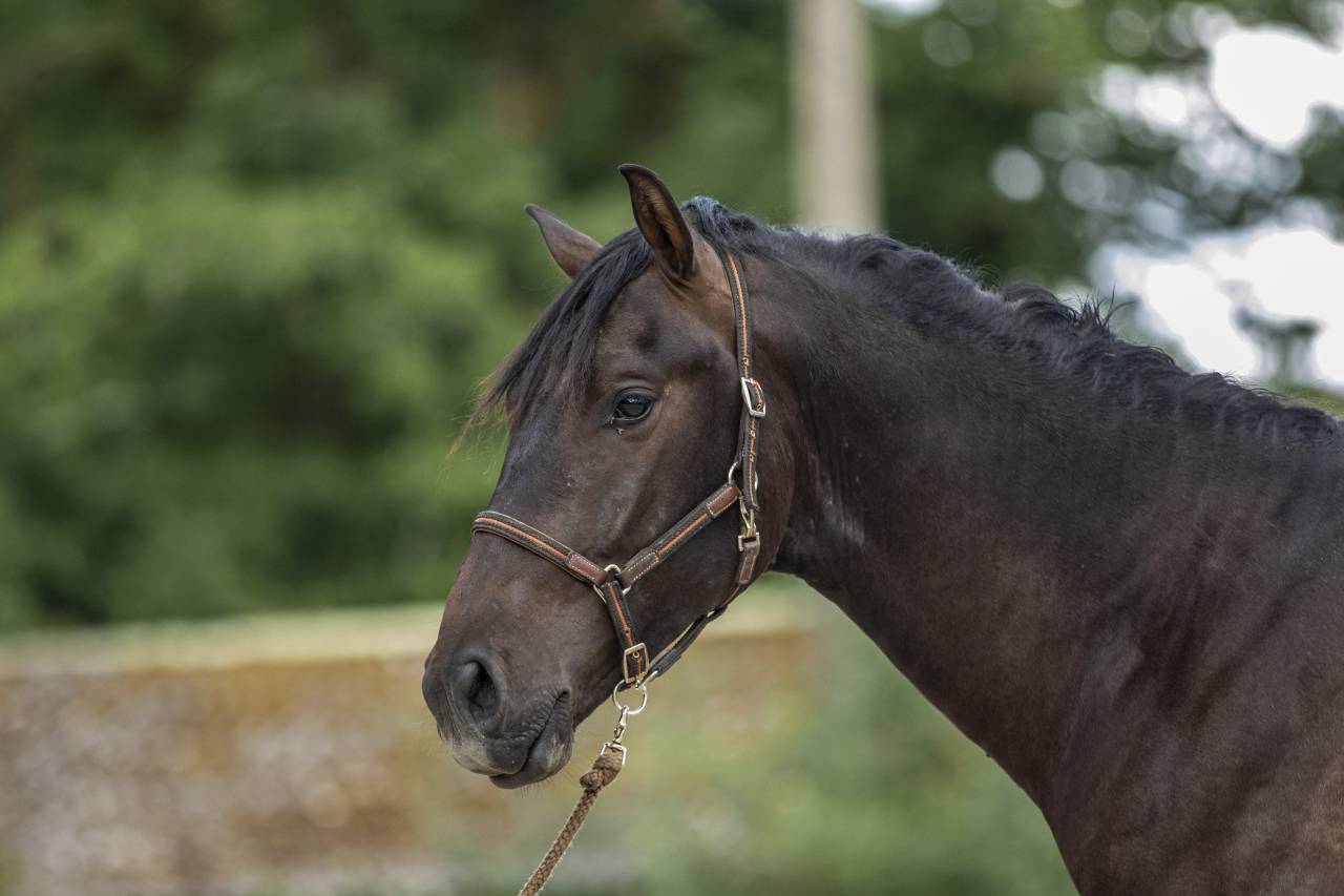Pure Race Espagnol PP 2 ans