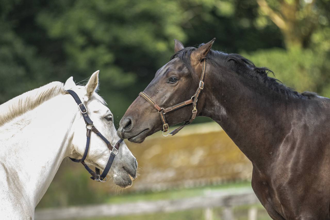 Pure Race Espagnol PP 2 ans