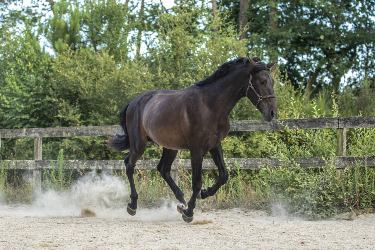 Pure Race Espagnol PP 2 ans