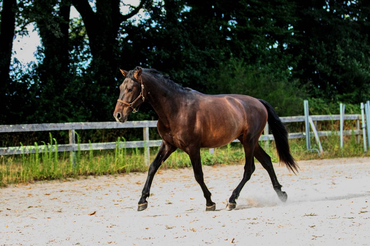 Pure Race Espagnol PP 2 ans