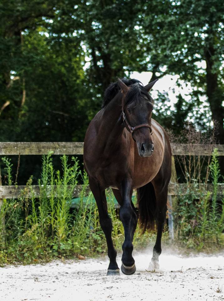 Pure Race Espagnol PP 2 ans