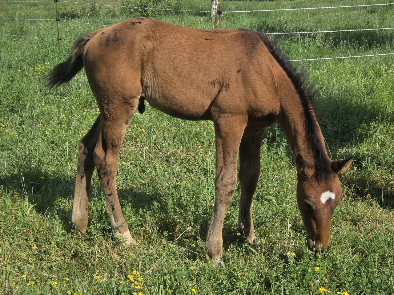 Poulains et Pouliches SF 2025 top origines 