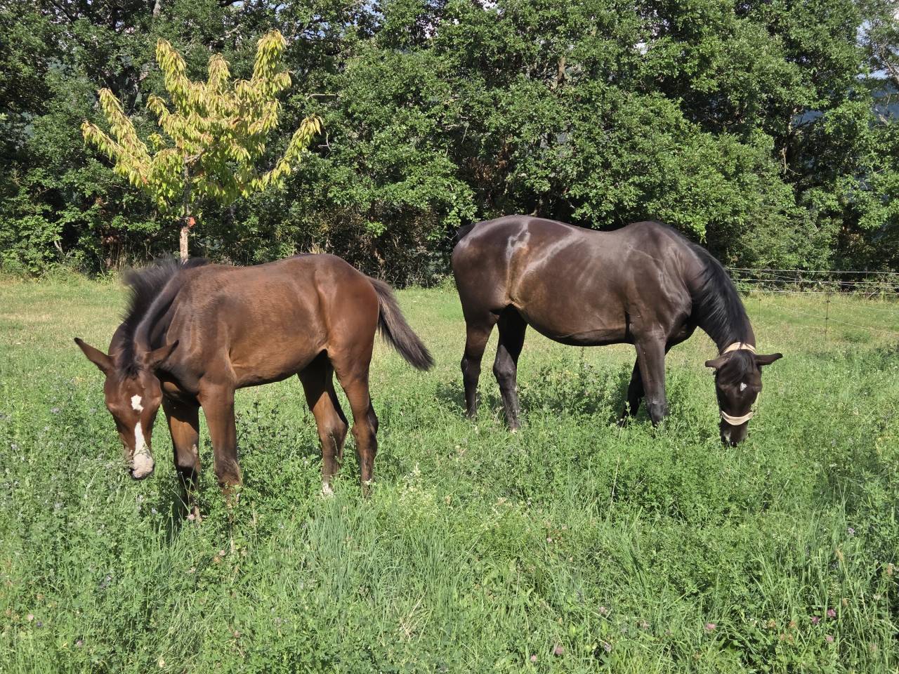 Poulains et Pouliches SF 2025 top origines 