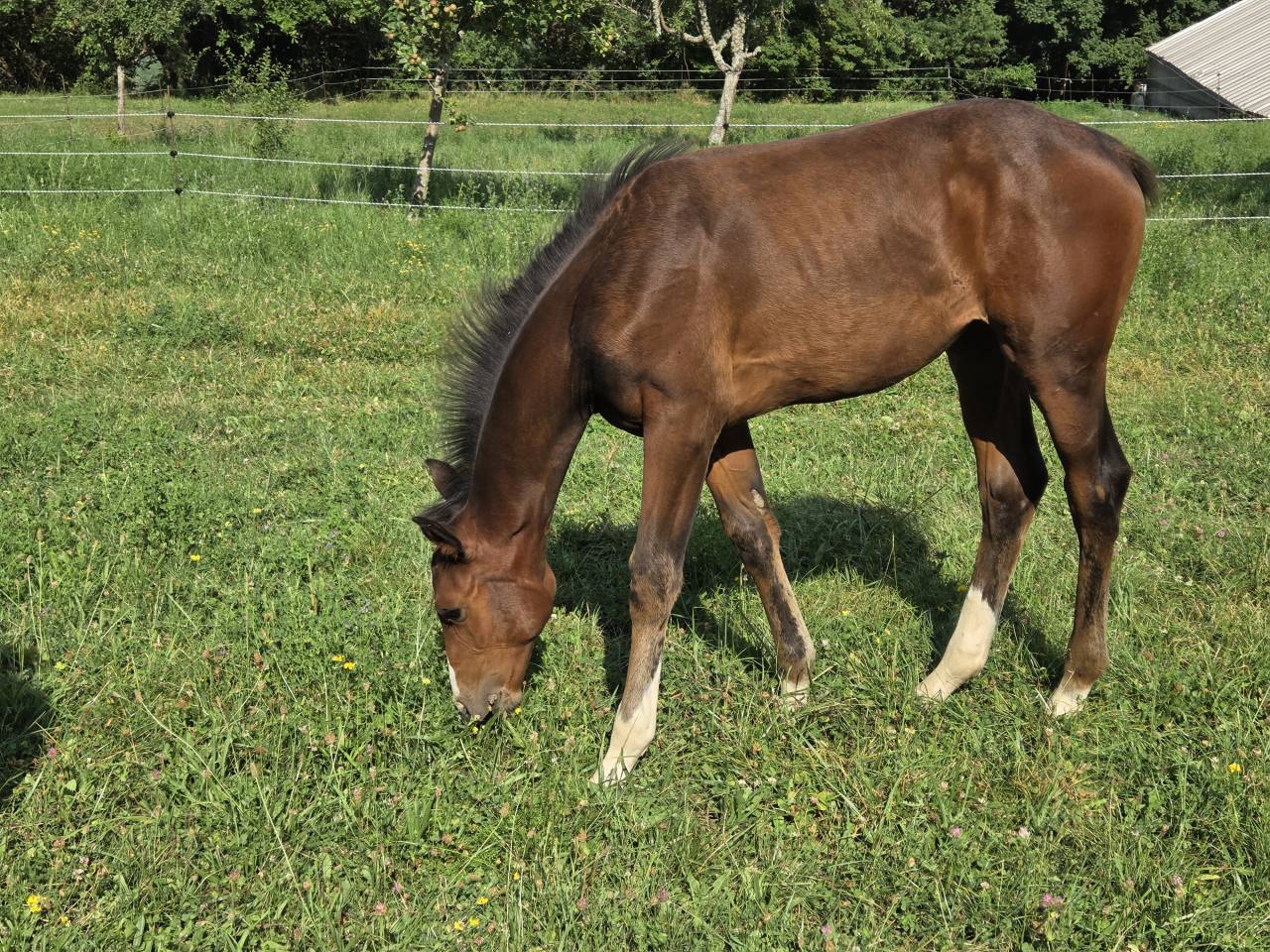 Poulains et Pouliches SF 2025 top origines 