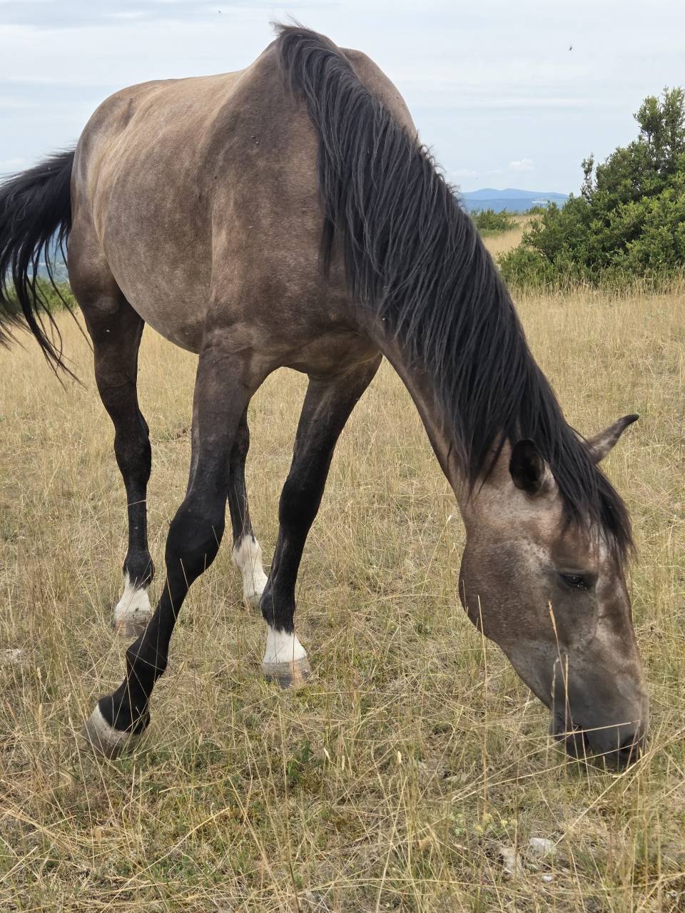 Poulains et Pouliches SF 2025 top origines 