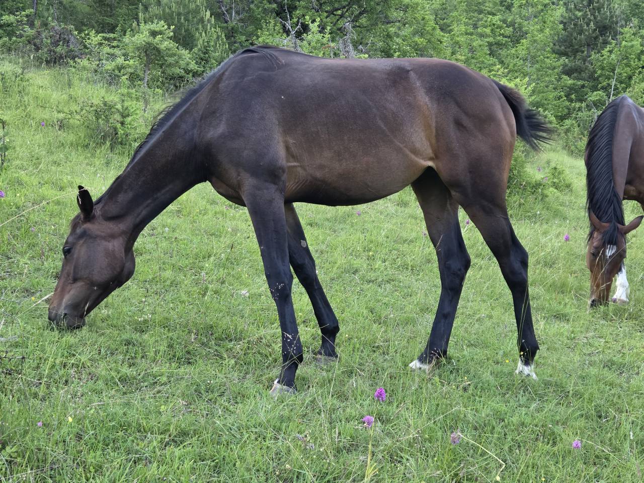 Poulains et Pouliches SF 2025 top origines 