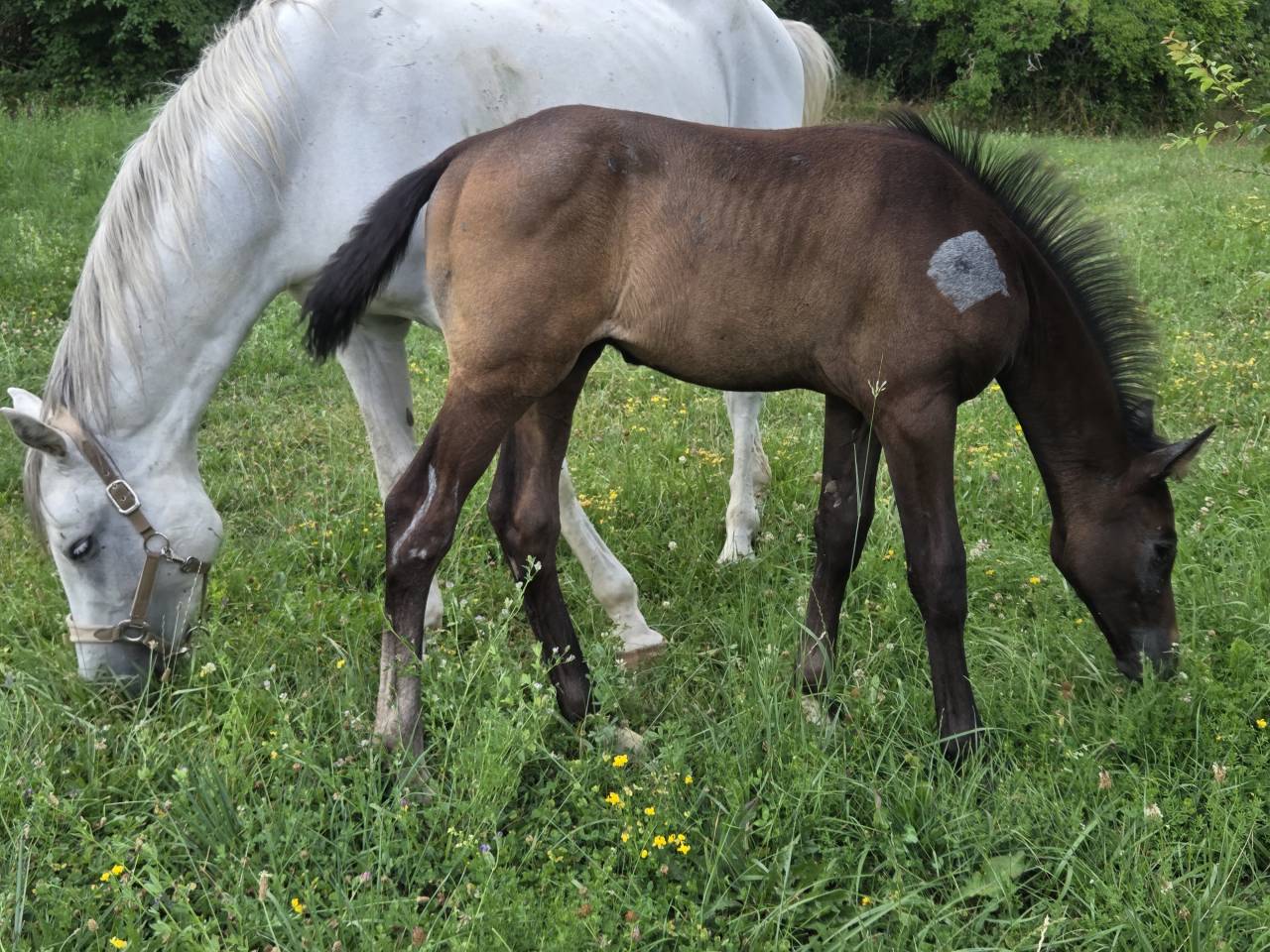 Poulains et Pouliches SF 2025 top origines 