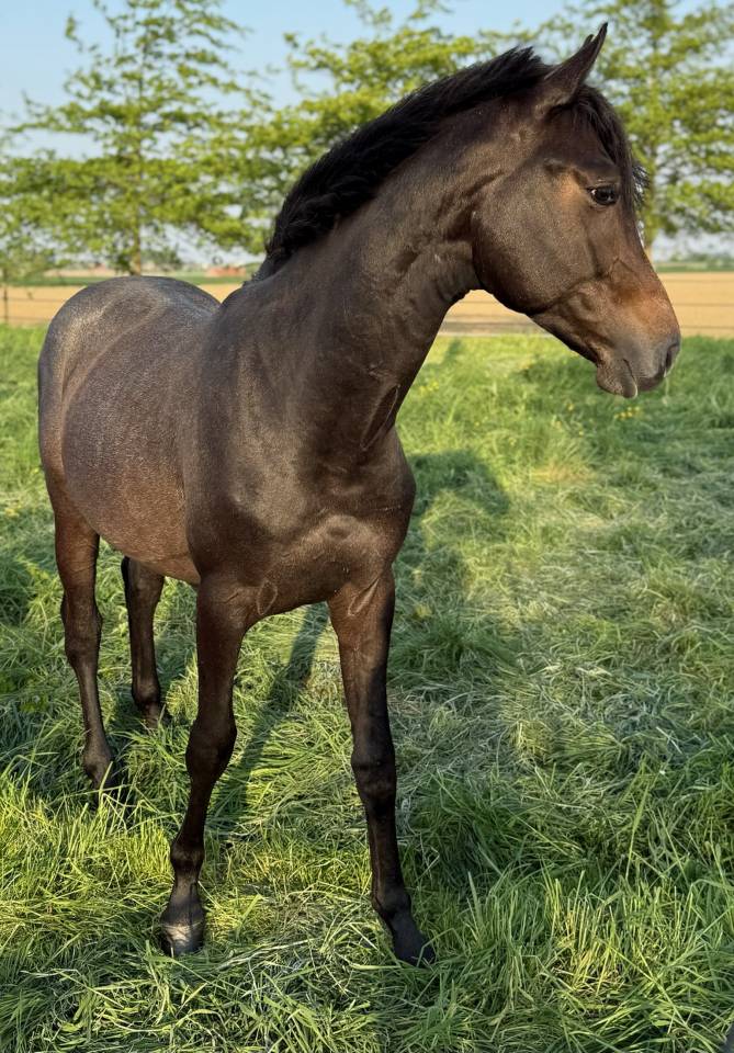 Foal 2 ans 
