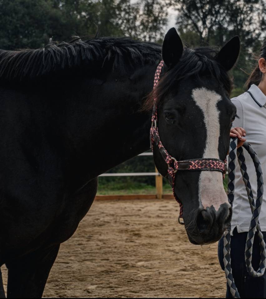 Cheval à prendre en DP ou pension complète 