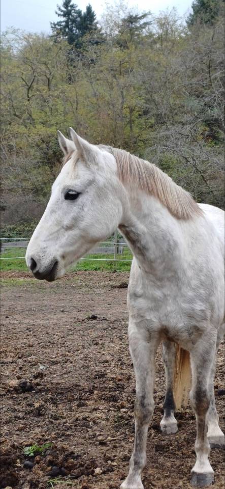 Poney D 7 ans 