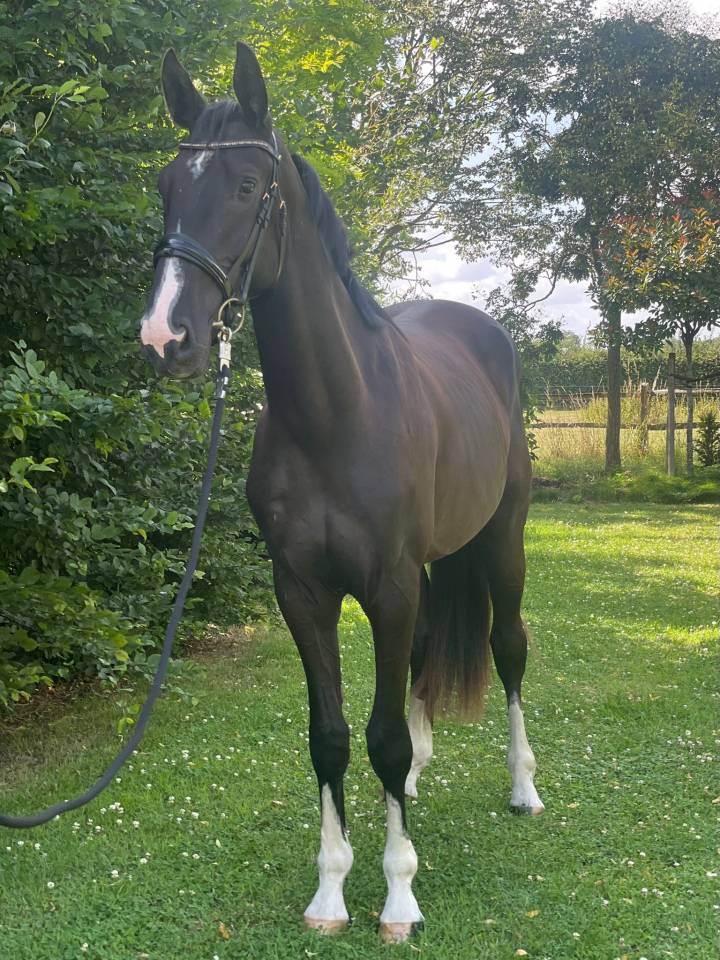 Cheval 3 ans hongre BWP