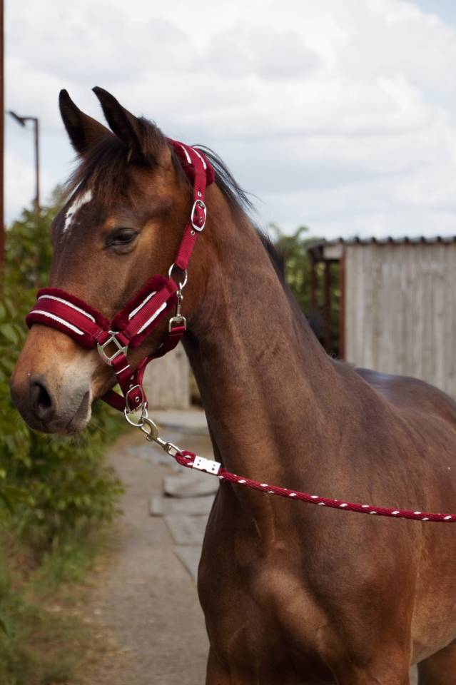 ***OBLAK D'ORPHEE*** Poulain SF né le 12/05/24