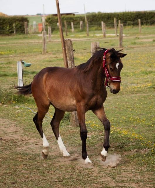 ***OBLAK D'ORPHEE*** Poulain SF né le 12/05/24