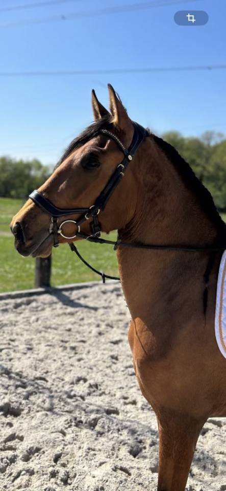 Hongre PRE Pure Race Espagnole Plein Papier 