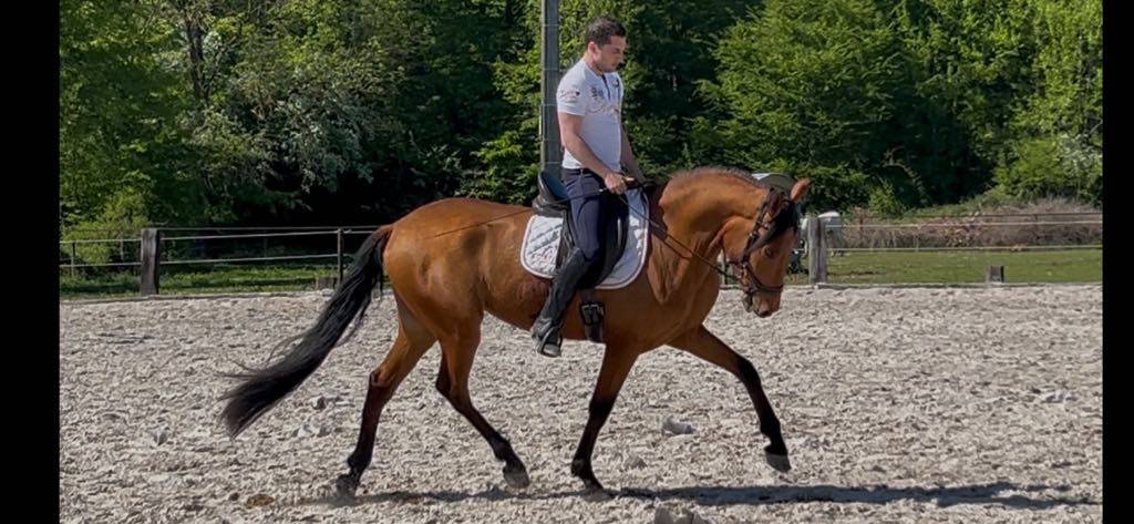 Hongre PRE Pure Race Espagnole Plein Papier 