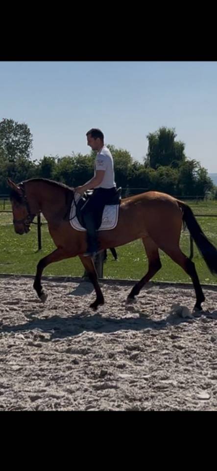 Hongre PRE Pure Race Espagnole Plein Papier 