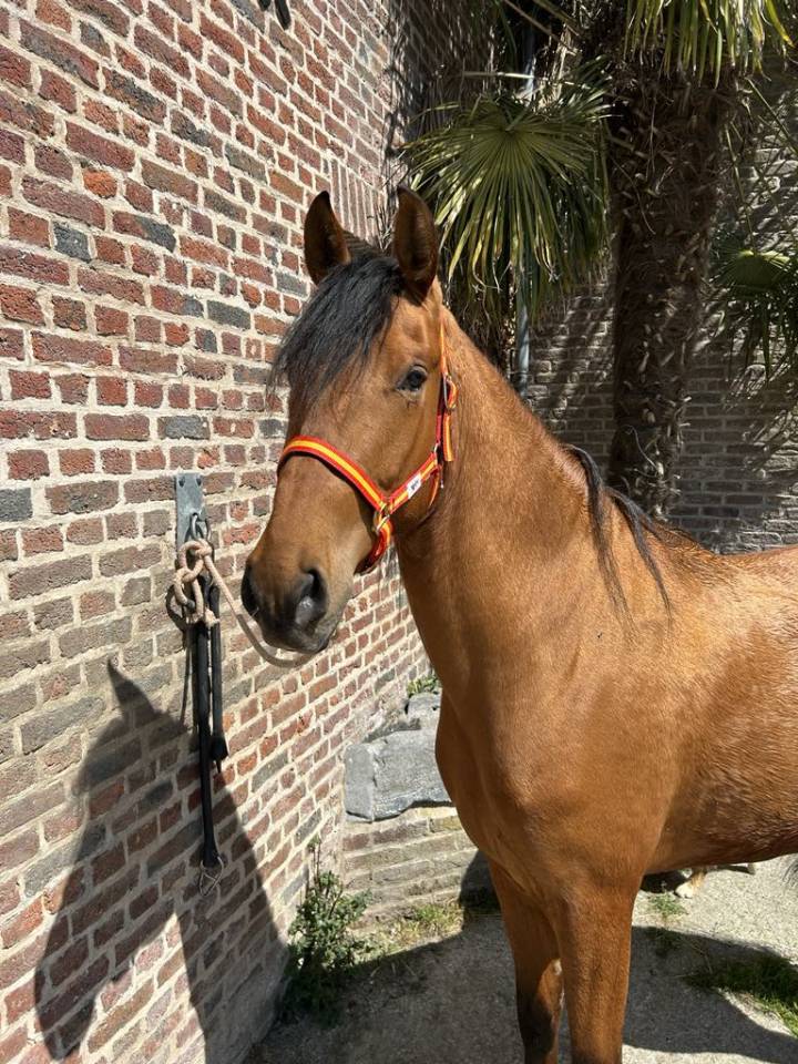 Hongre PRE Pure Race Espagnole Plein Papier 