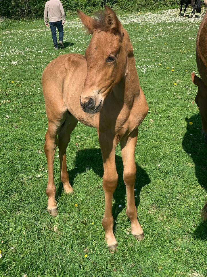 Hongre PRE Pure Race Espagnole Plein Papier 