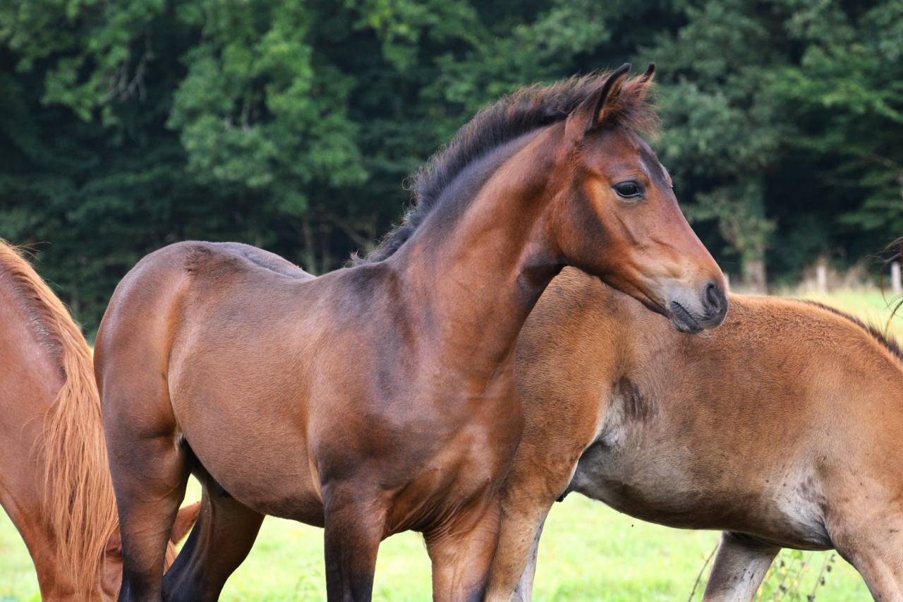 Foal mâle PFS pour sport et/ou repro