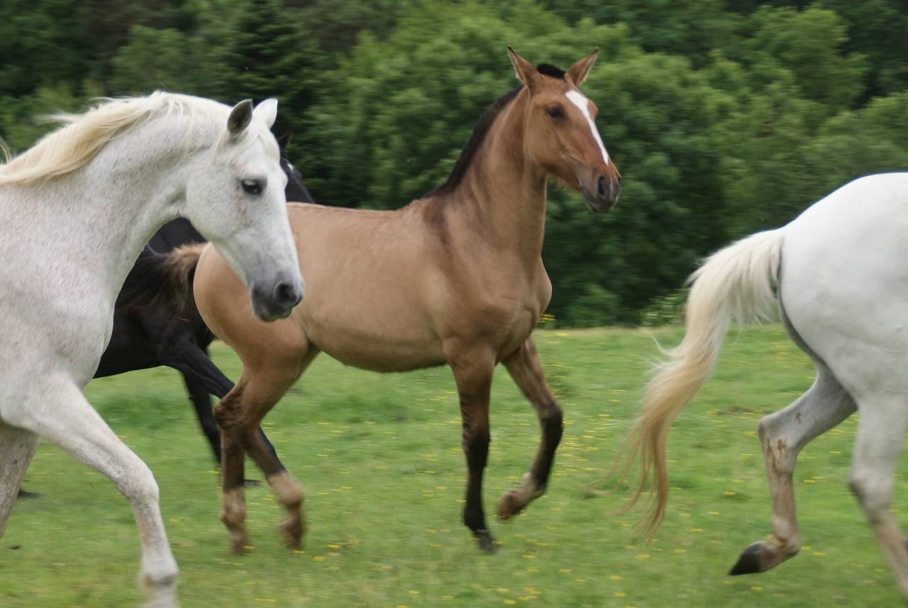 Pouliche 1 an Pur Sang lusitanien Dun